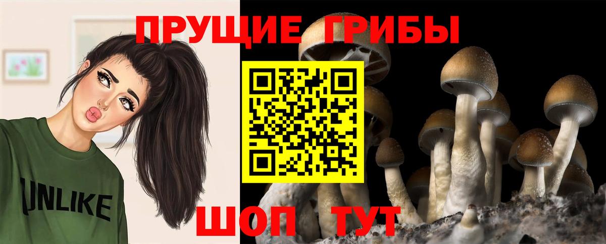 Псилоцибиновые грибы мицелий Бор